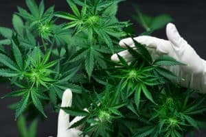 Cannabis Law